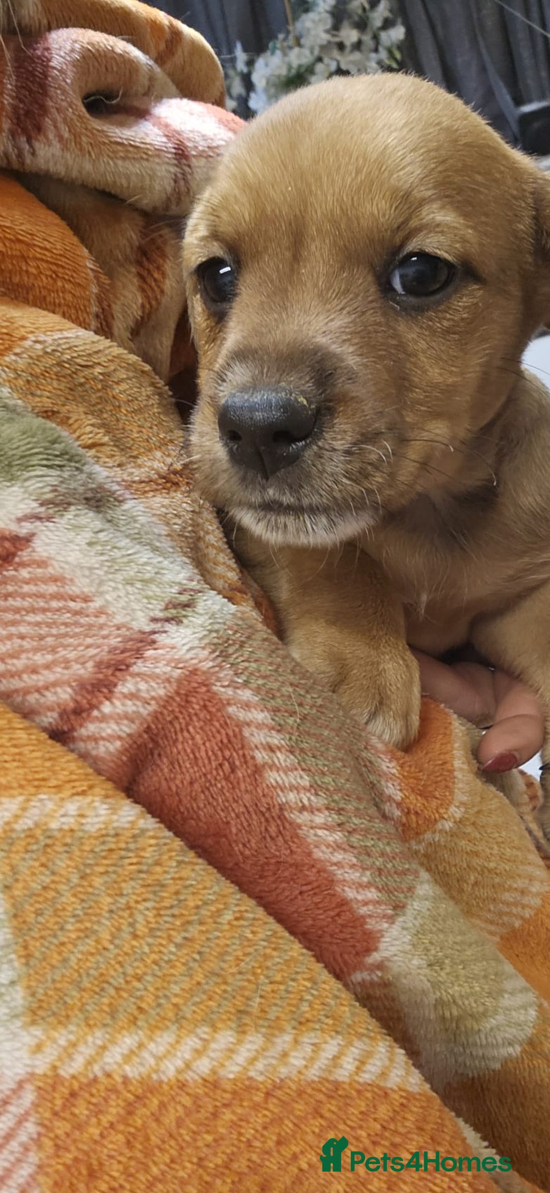 Mixed Breed dogs for sale: Boarder terrier x Jack Russell  - Advert 3