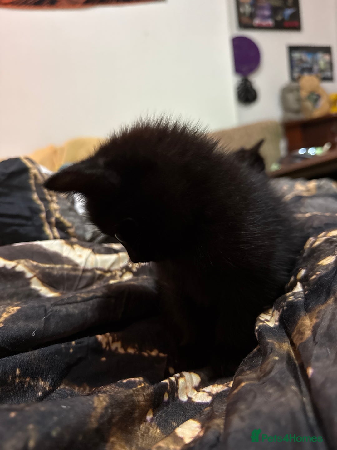 Mixed Breed cats for sale: 4 kittens available - Image 6