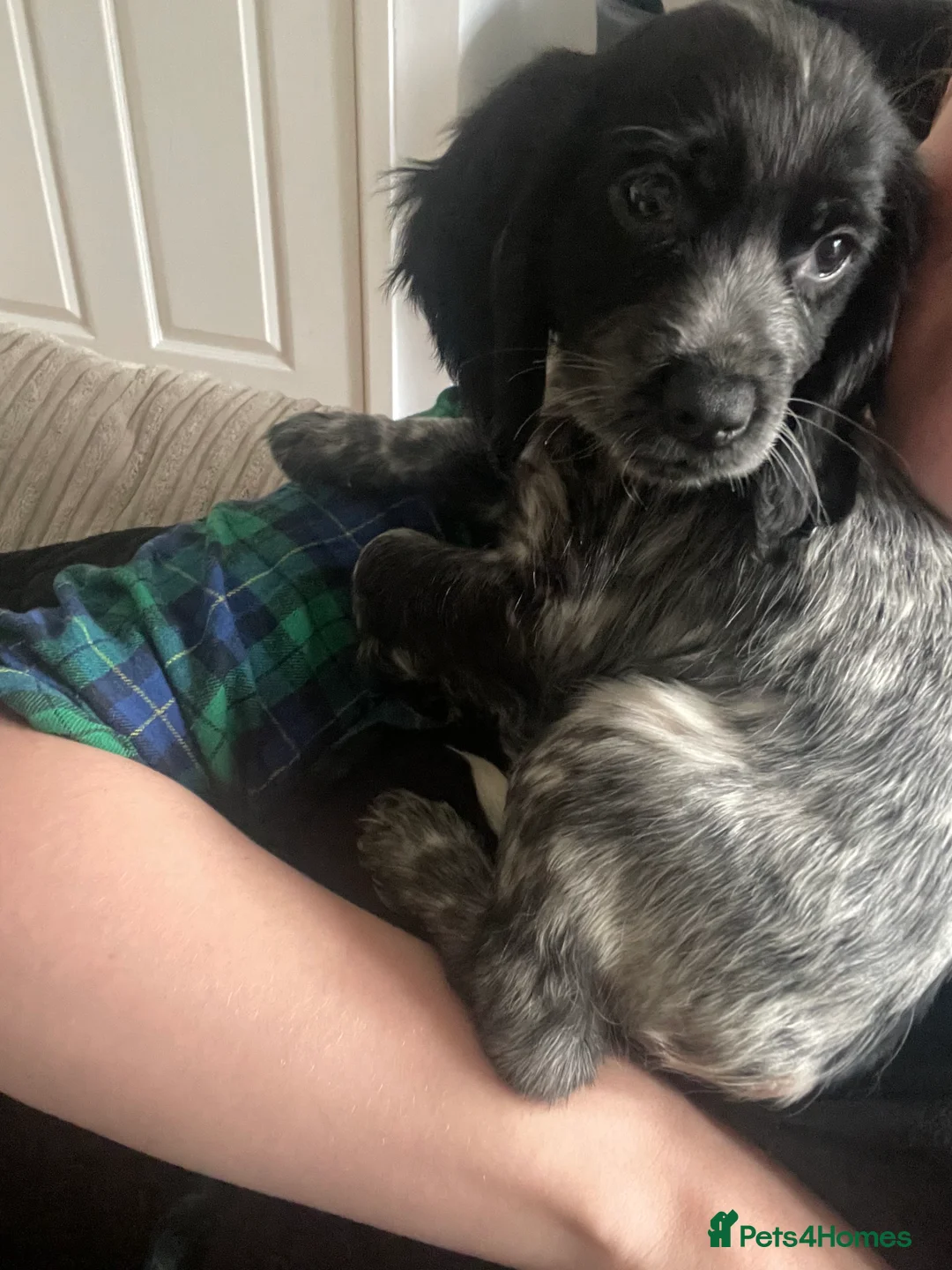 Cocker Spaniel dogs for sale: 2 year old roan cocker spaniel.  - Advert 3