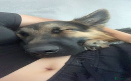 German Shepherd dogs for sale: German shepherd for sale - Image 5