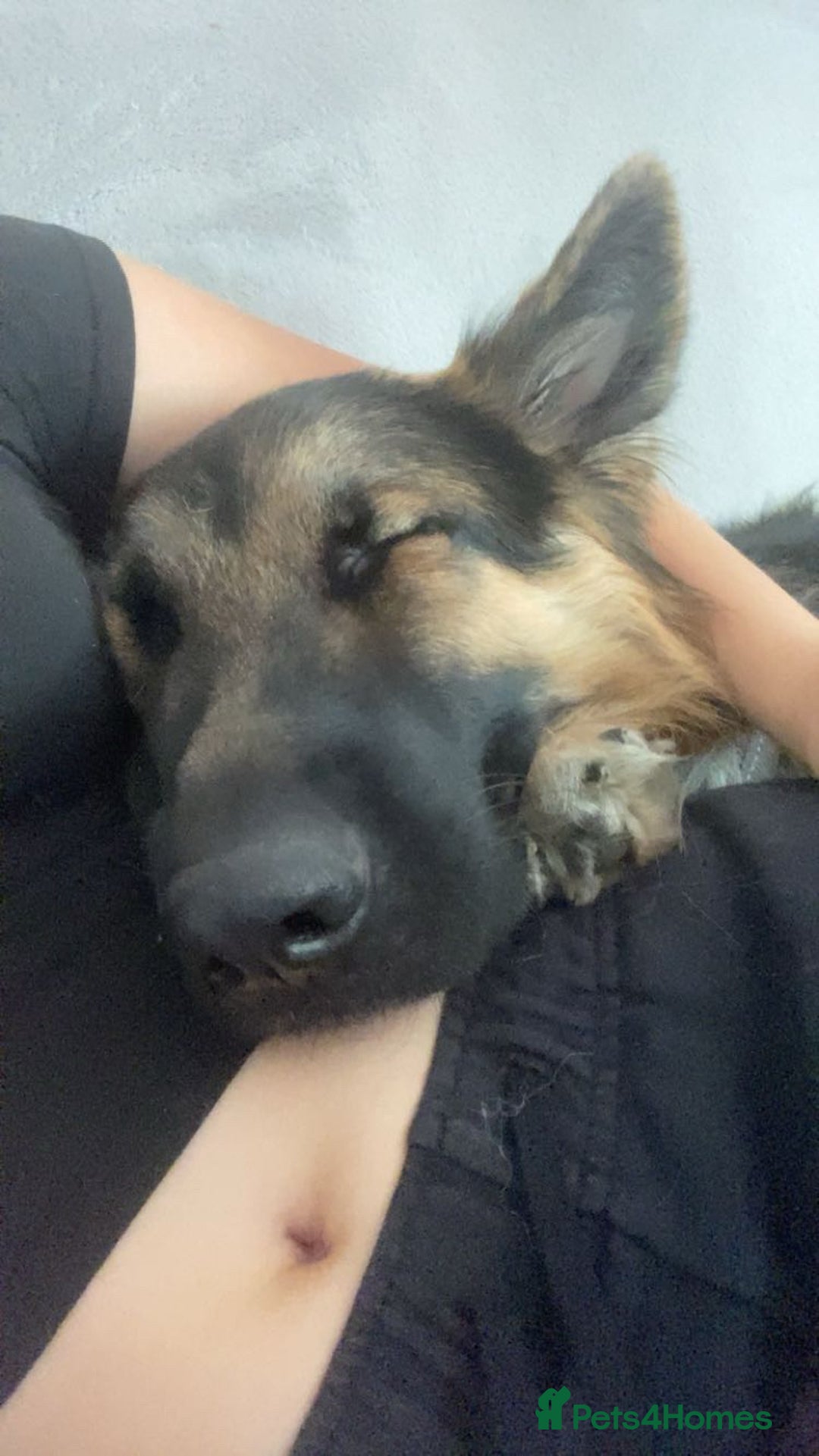 German Shepherd dogs for sale: German shepherd for sale - Image 5