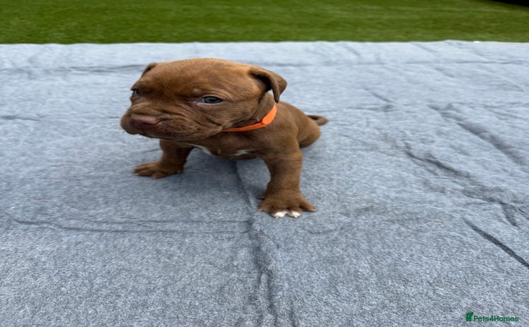 Mixed Breed dogs - Advert 1
