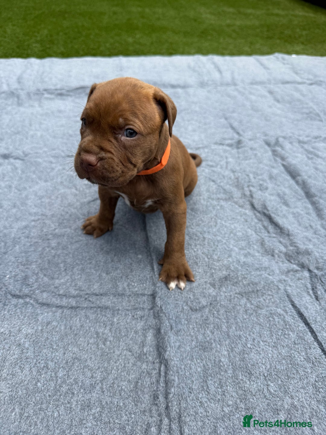 Mixed Breed dogs for sale: 6 gawjus puppy’s   - Image 1