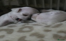 Pug dogs for sale: Full breed pugs pups 5 male 1 female  - Advert 3