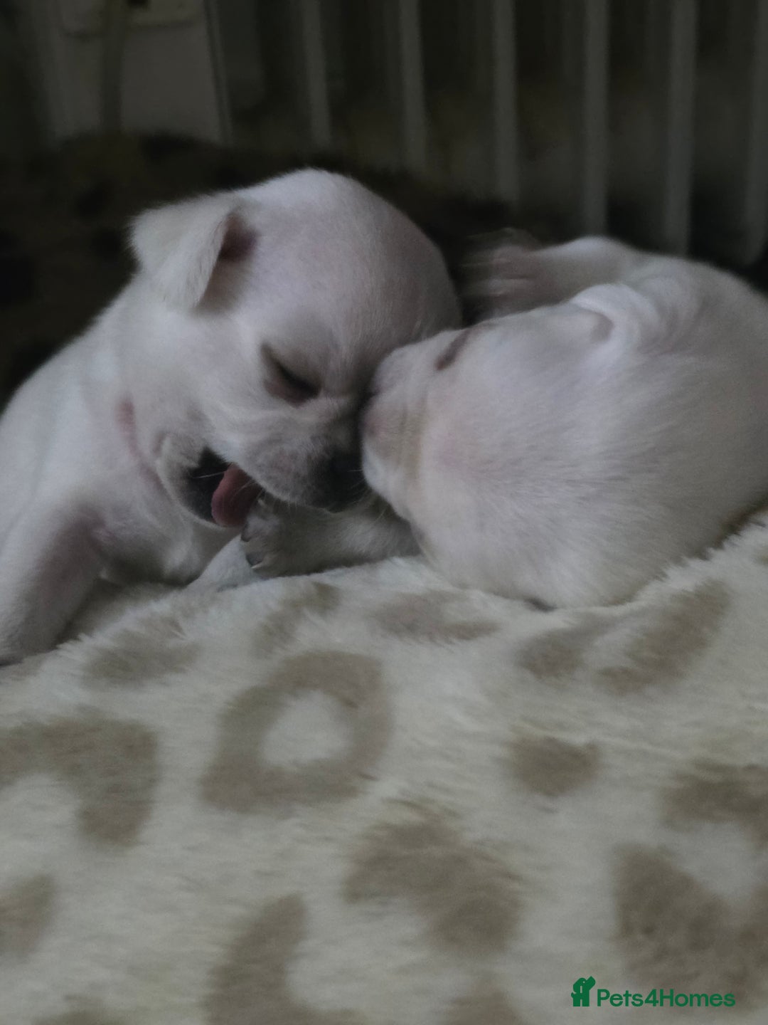 Pug dogs for sale: Full breed pugs pups 5 male 1 female  - Advert 3