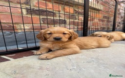 Golden Retriever dogs for sale: KC health tested Working line- FTAW dam  - Image 1