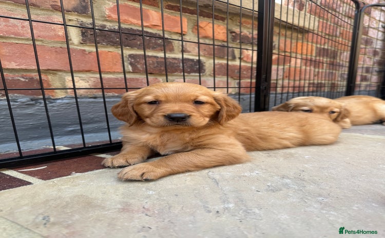Golden Retriever dogs - Advert 3