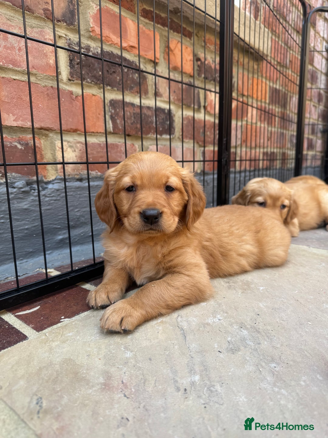 Golden Retriever dogs for sale: KC health tested Working line- FTAW dam  - Image 1