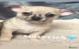 Chihuahua dogs for sale: Merle Chihuahua Puppies - Image 4