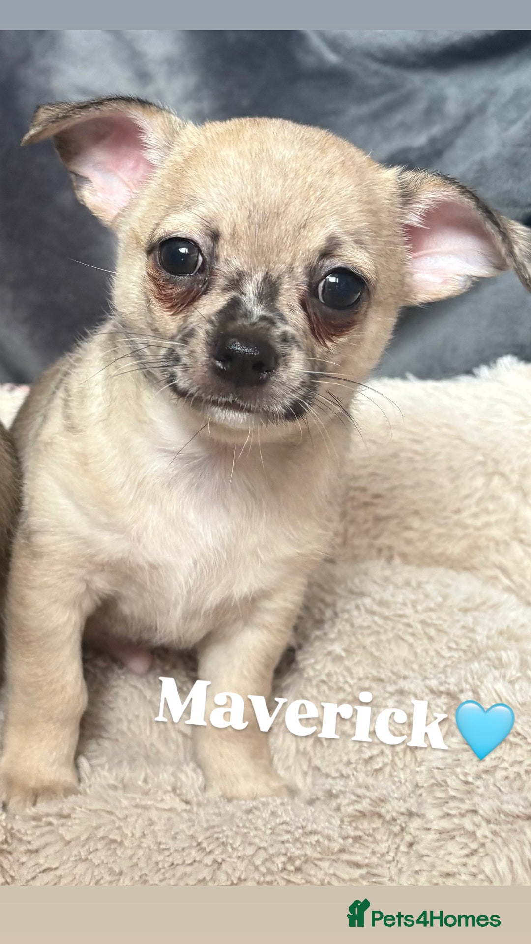 Chihuahua dogs for sale: Merle Chihuahua Puppies - Image 4
