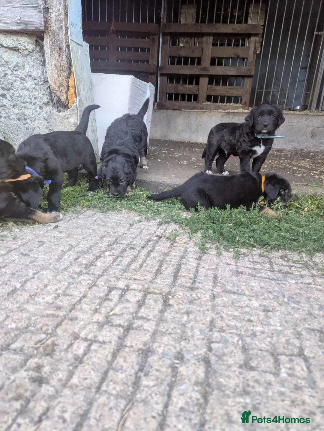 Mixed Breed dogs for sale: Gorgeous golden collie puppies 💕🐶 - Advert 4