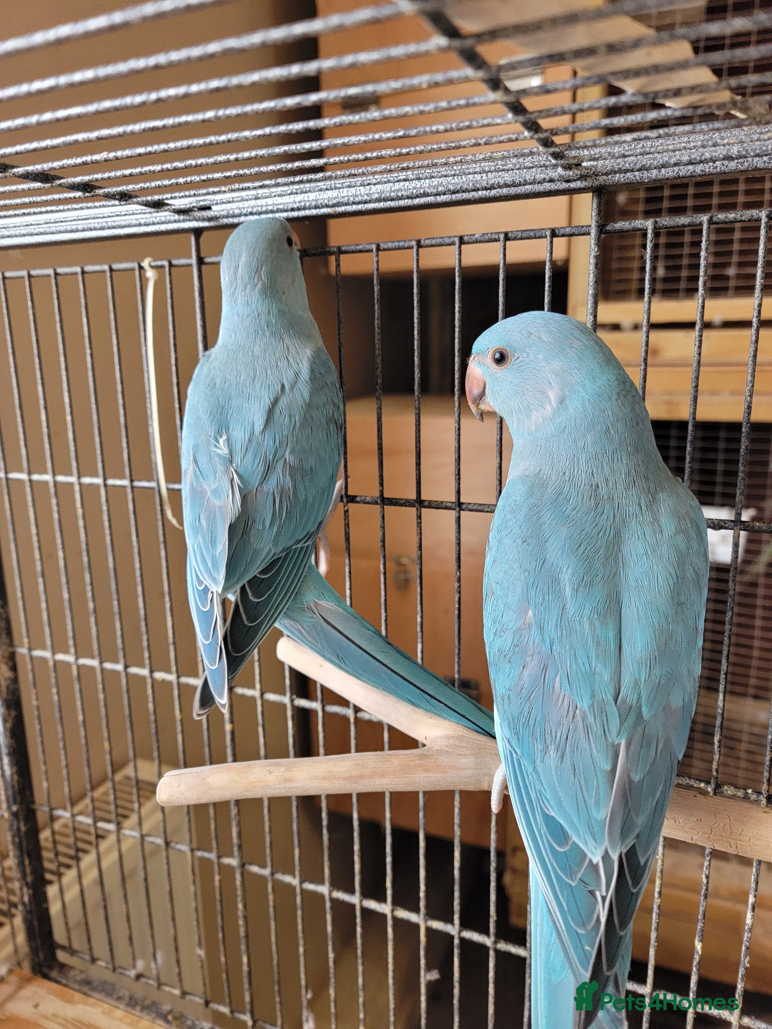 Ringnecks birds Ringnecks and kakarikis - Advert 3