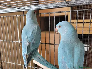 Ringnecks birds Ringnecks and kakarikis - Advert 3