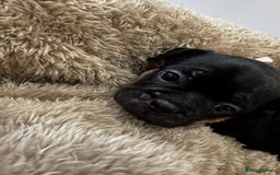 Mixed Breed dogs for sale: Cockapoo x French Bulldog - Image 11