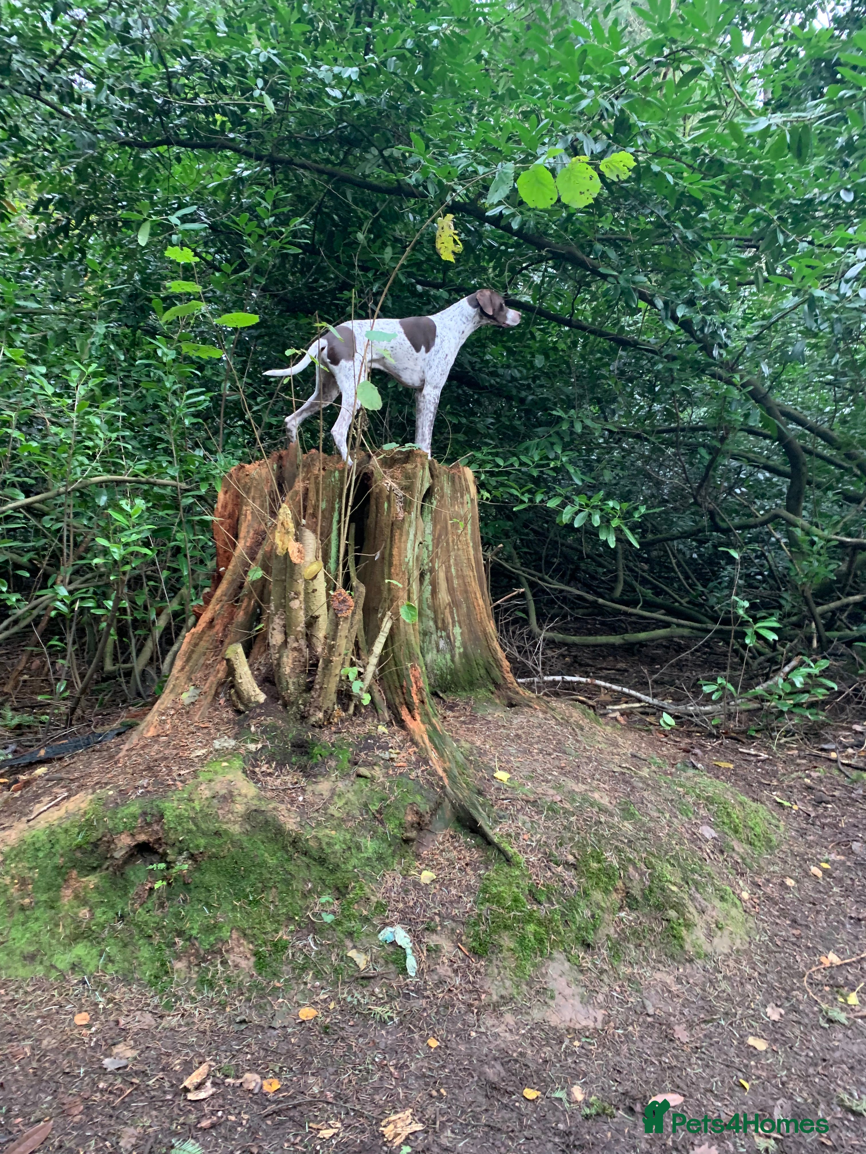Pointer dogs Kc English pointer for stud  - Advert 2