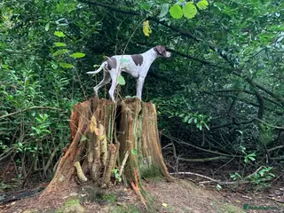 Pointer dogs Kc English pointer for stud - Advert 2