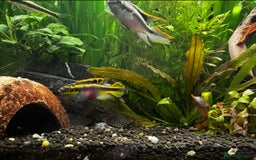 Shrimps fish for sale: Multiple fish & shrimp, please see description  - Image 7