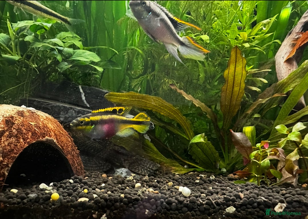 Shrimps fish for sale: Multiple fish & shrimp, please see description  - Image 7