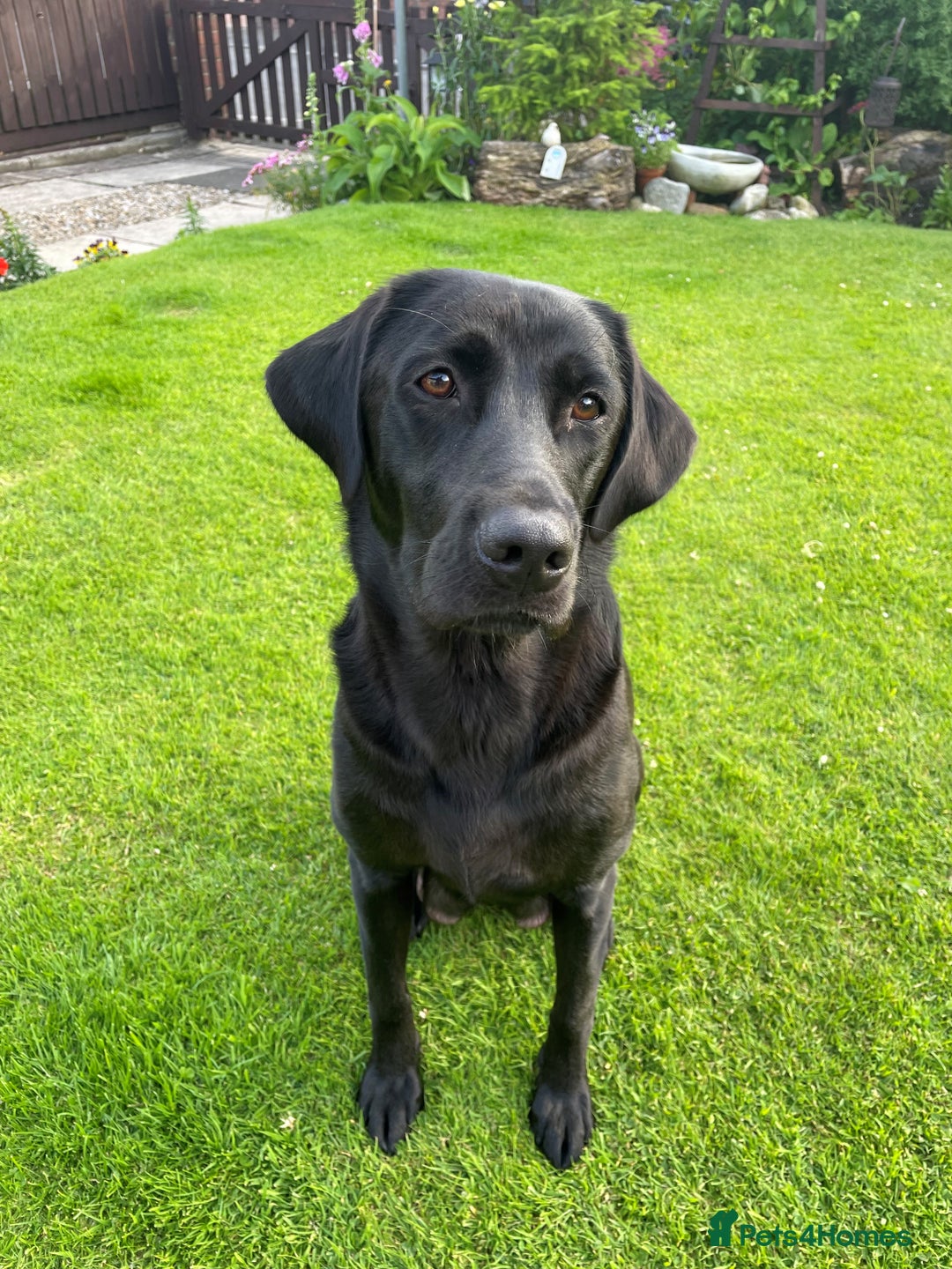 Labrador Retriever dogs for sale: KC reg DNA tested Labrador puppies. - Image 14
