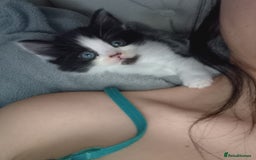 Bombay cats for sale: BSHxRagdoll🐈‍⬛ - Image 5