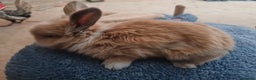 Lionhead rabbits for sale: Three kits - Advert 5