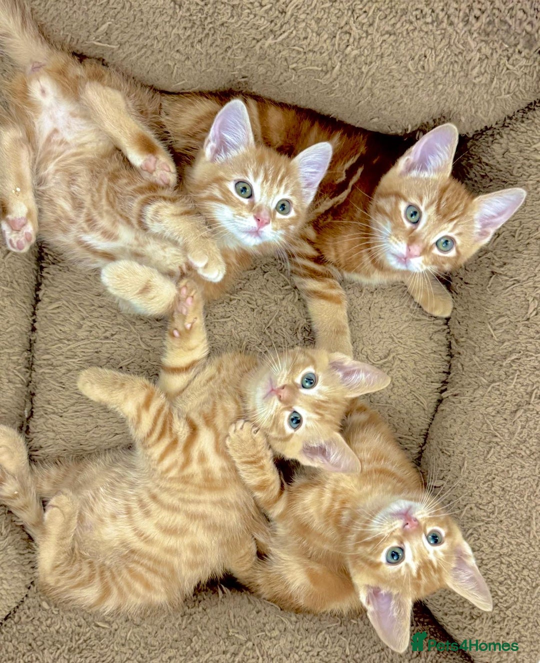 Mixed Breed cats for sale: LOVELY KITTENS  - Advert 3