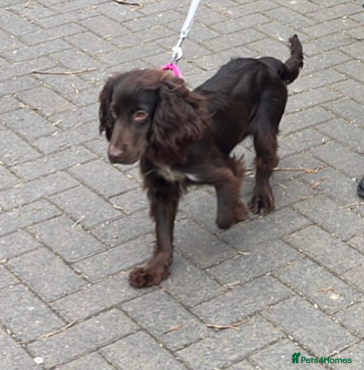 Cocker Spaniel dogs Female 2yr cocker spaniel - Advert 2