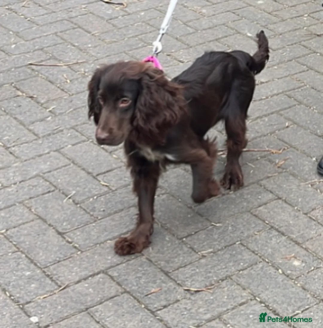 Cocker Spaniel dogs for sale: Female 2yr cocker spaniel - Advert 1