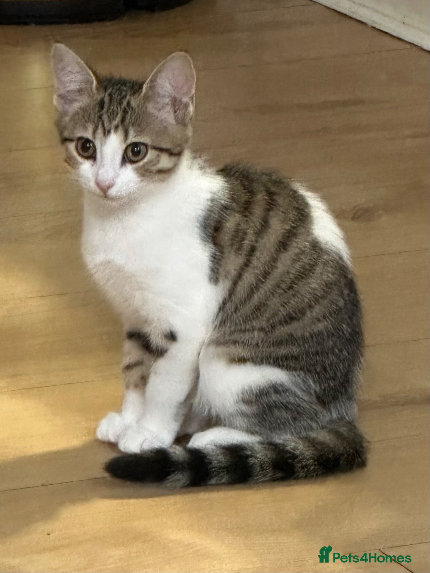 Domestic Shorthair cats for sale: Domestic shorthair kitten  - Advert 2