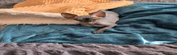 Sphynx cats for sale: Adorable kittens  - Advert 4