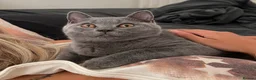 British Shorthair cats for sale: Two British shorthair boy and girl - Advert 3
