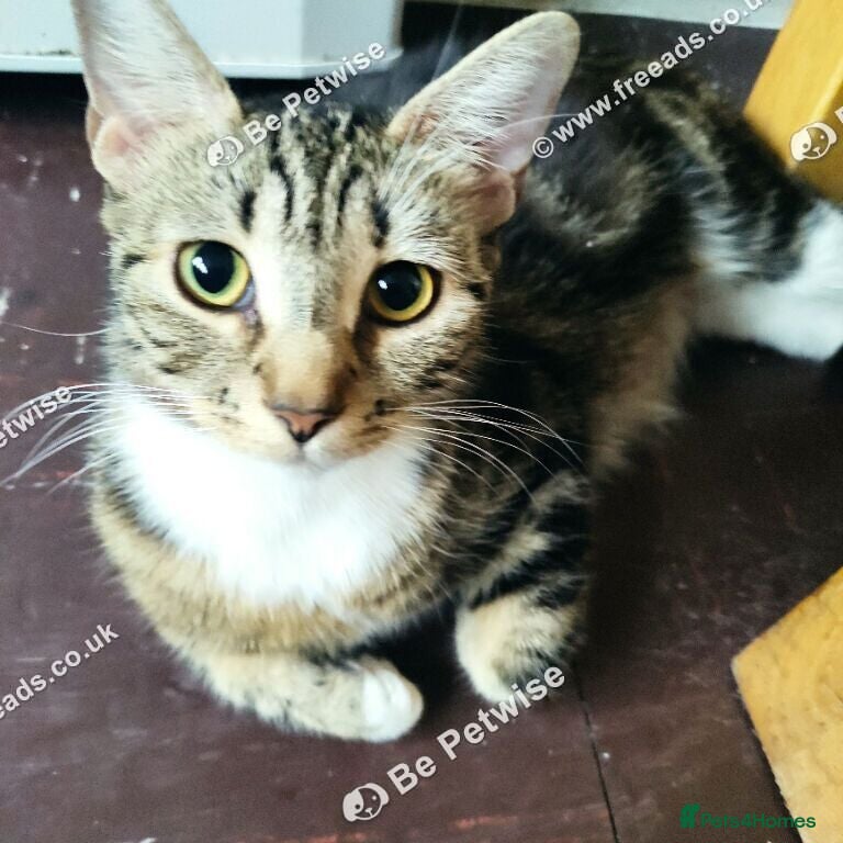Mixed Breed cats 11 ‑week‑old male kitten. - Advert 1