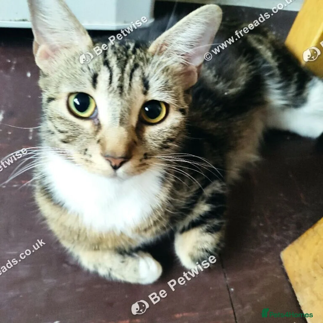 Mixed Breed cats for sale: 11 ‑week‑old male kitten. - Advert 1