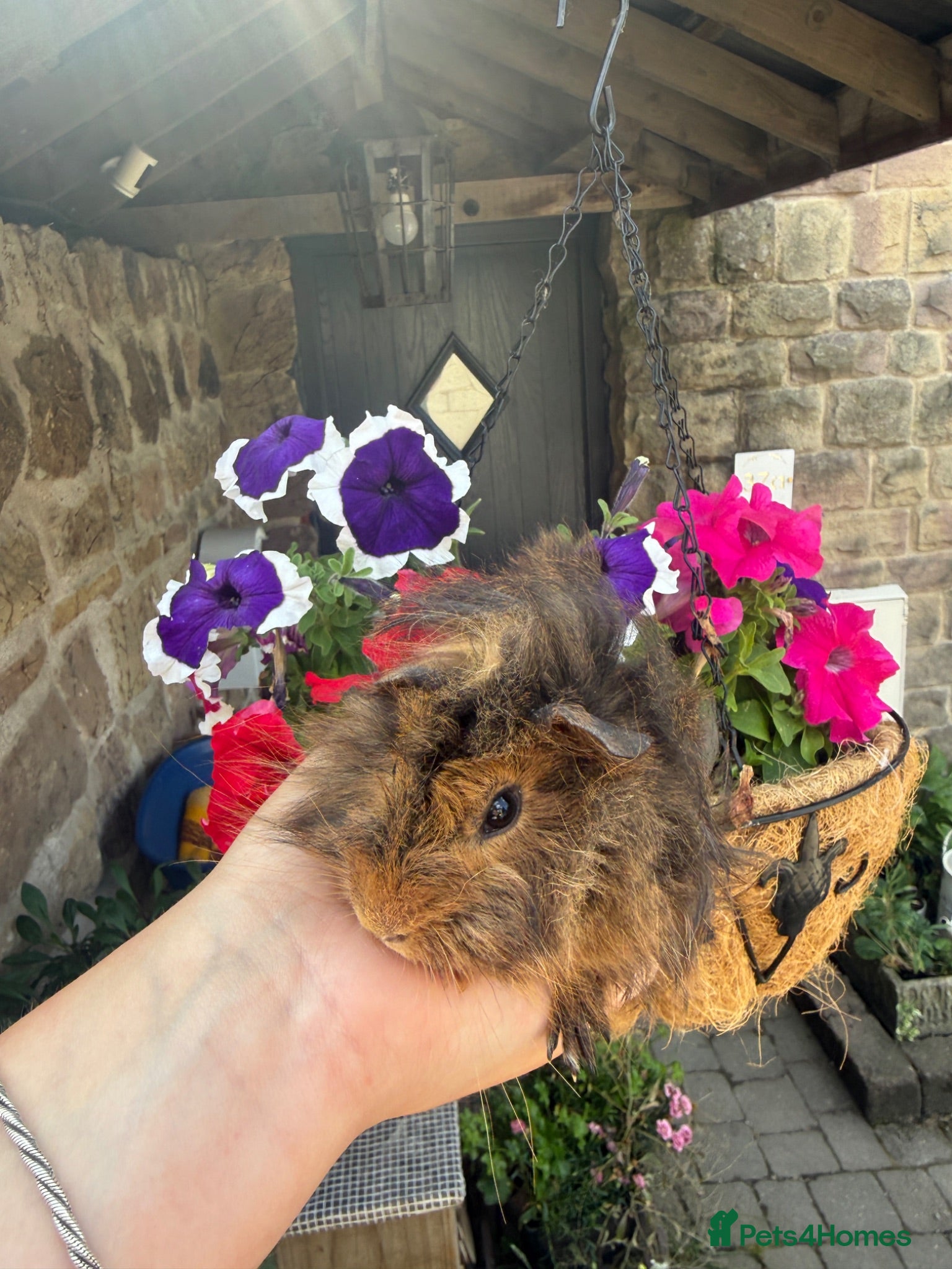 Guinea Pig rodents Mixed litter of baby guinea pigs 💕 - Advert 20