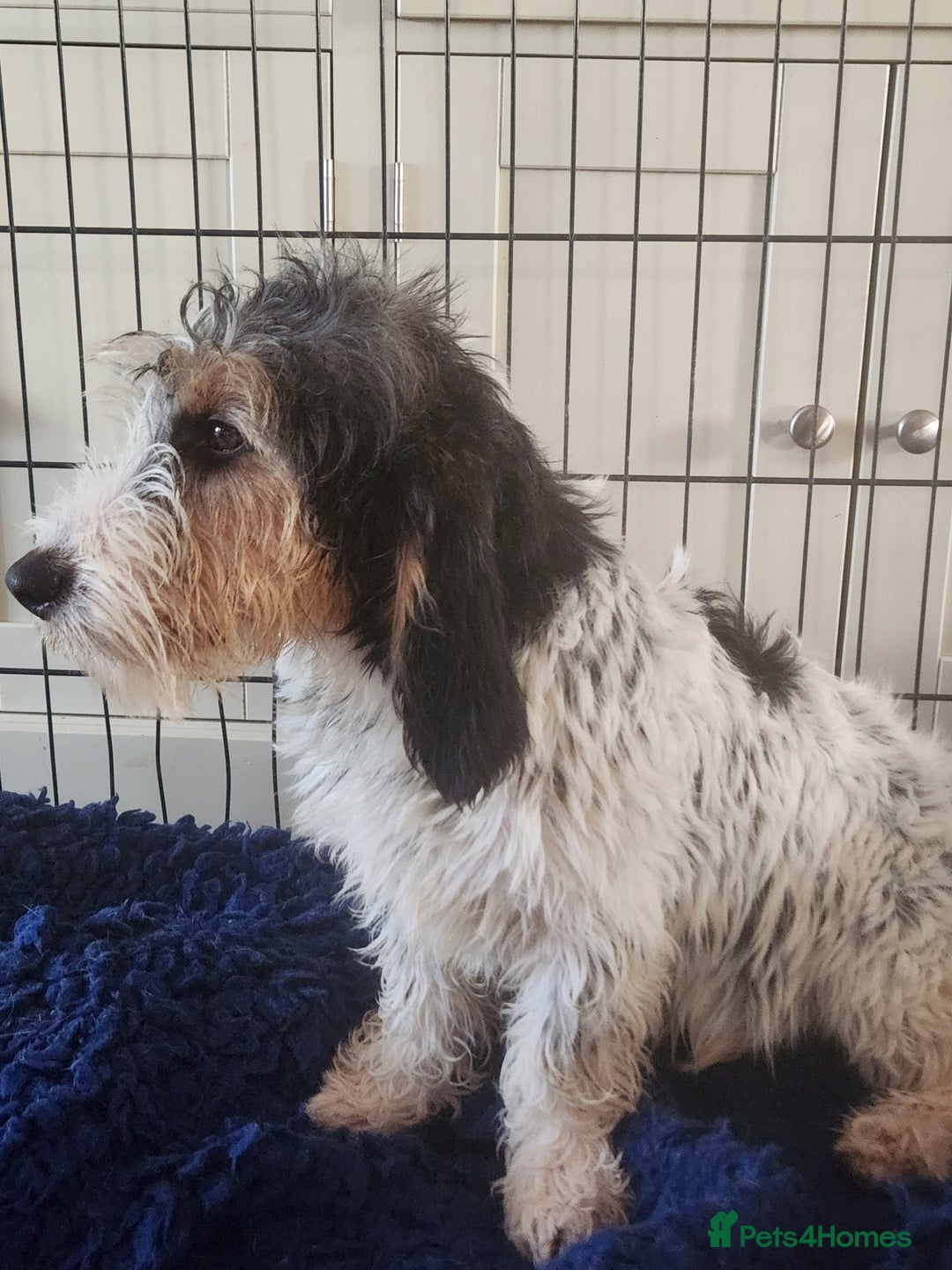 Basset Griffon Vendeen dogs for sale: Griffon grand bassets  - Advert 2