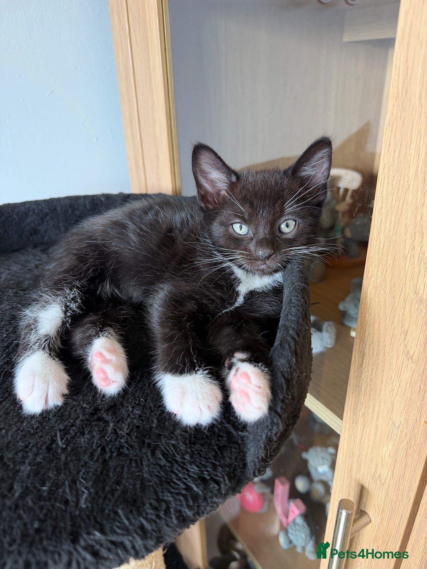 Mixed Breed cats Tuxedo kittens - Advert 15