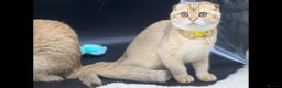 Scottish Fold cats for sale: Scottish Fold Kittens with TICA Registration - Advert 19
