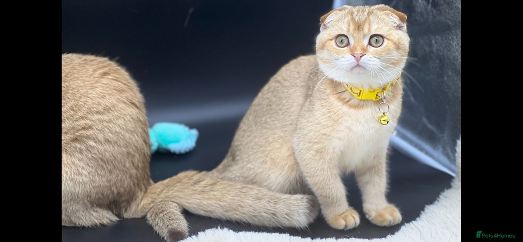 Scottish Fold cats for sale: Scottish Fold Kittens with TICA Registration - Advert 19