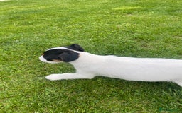 Jack Russell dogs for sale: Jack Russell terrier puppies - Image 2