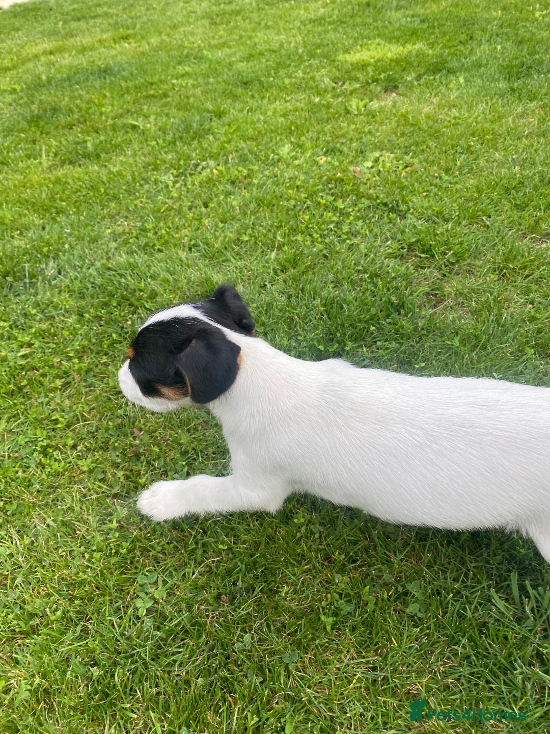 Jack Russell dogs for sale: Jack Russell terrier puppies - Image 2