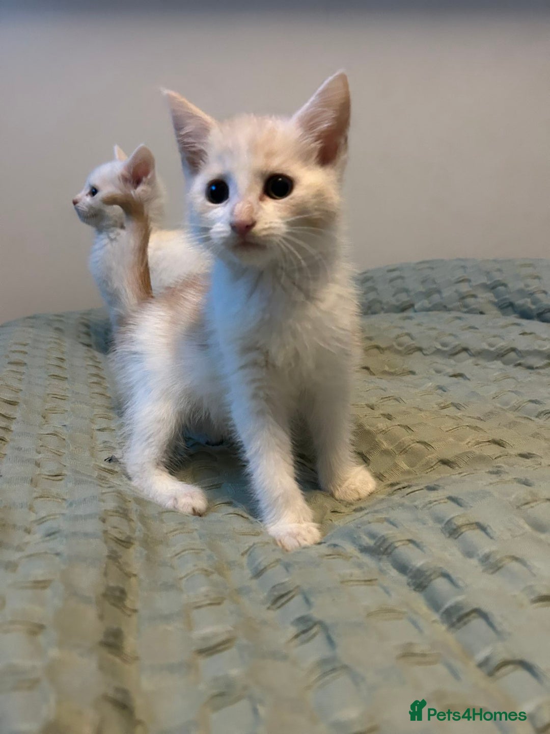 Maine Coon cats for sale: MAINE COON CROSS KITTENS - 1 POLYDACTYL  - Image 2