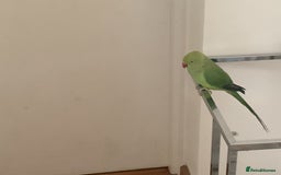 Ringnecks birds for sale: Indian ringneck for sale - Image 4