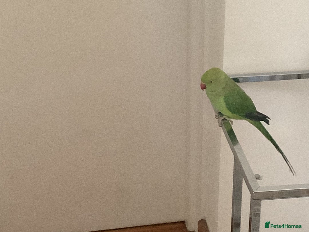 Ringnecks birds for sale: Indian ringneck for sale - Image 4