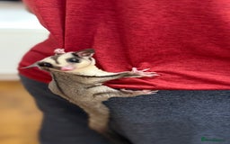 Sugar Glider rodents for sale:  2 Female Sugar Gliders – 5 Months Old (Tame) - Image 16