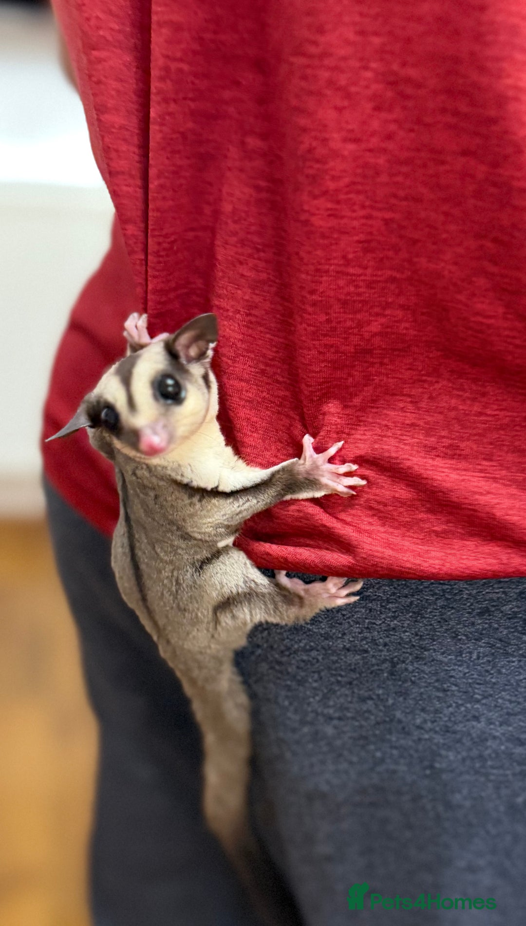Sugar Glider rodents for sale:  2 Female Sugar Gliders – 5 Months Old (Tame) - Image 16