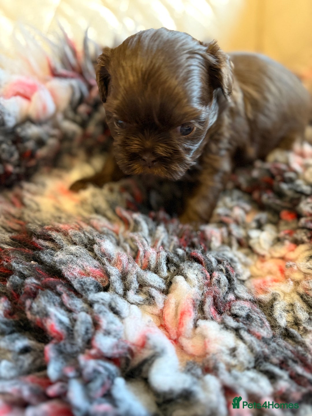 Shih Tzu dogs for sale: IMPERIAL CHOCOLATE SHIHTZU. - Advert 2