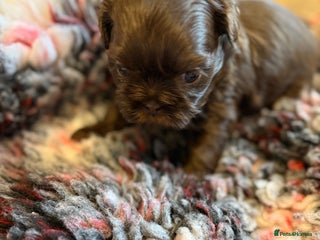 Shih Tzu dogs IMPERIAL CHOCOLATE SHIHTZU. - Advert 6