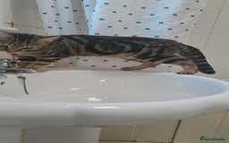 Bengal cats for sale: Bengal x domestic short hair female - Image 2