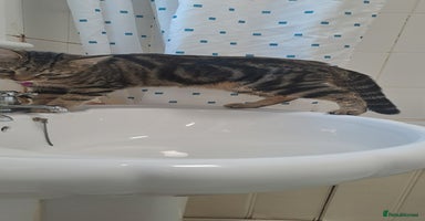 Bengal cats - Advert 14