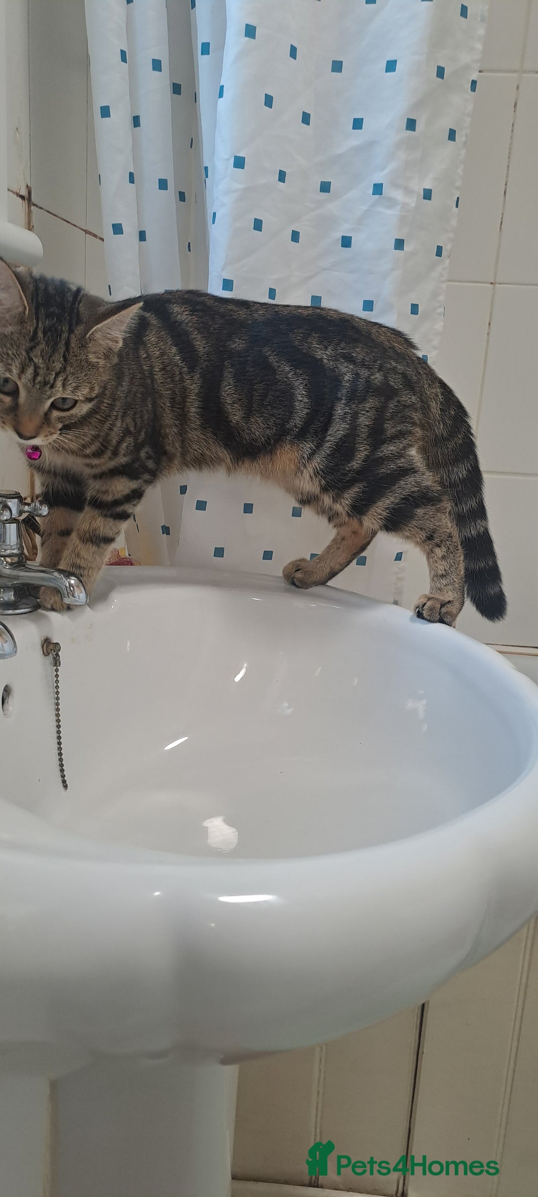 Bengal cats for sale: Bengal x domestic short hair female - Image 2